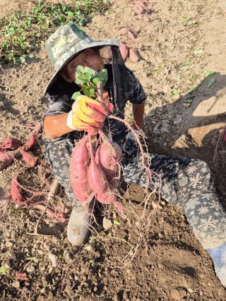 농부님.모두.모두힘님의 기타작물 · 영농일지 작성글 사진