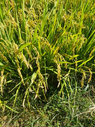 윤길정님의 기타작물 · 영농일지 작성글 사진