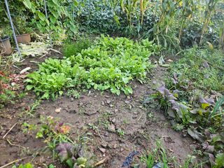 무심님의 콩 · 영농일지 작성글 사진