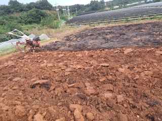 전주이상권님의 마늘 · 영농일지 작성글 사진