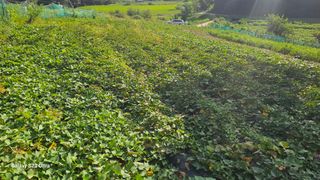 임일재님의 고구마 · 영농일지 작성글 사진