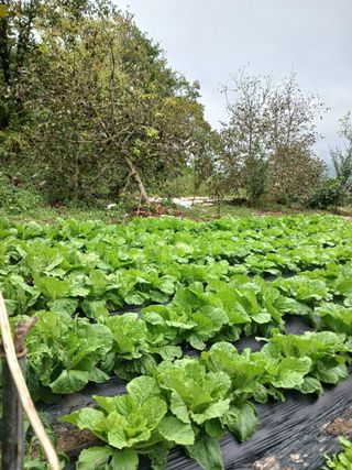 KhM식물을사랑님의 배추 · 영농일지 작성글 사진