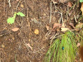 무주설천면 반딧팝님의 기타작물 · 영농일지 작성글 사진