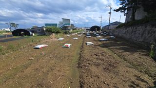 김영한님의 파 · 영농일지 작성글 사진