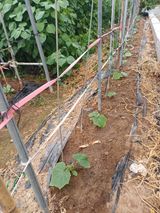 팜모닝 오이·영농일지 게시글 이미지