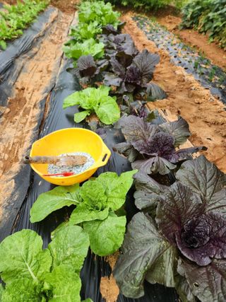 벙개도리님의 기타작물 · 영농일지 작성글 사진