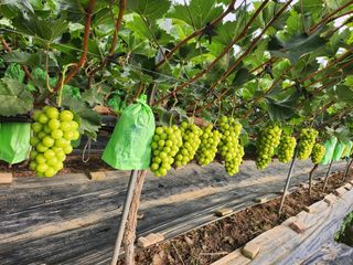 박유순님의 포도 · 영농일지 작성글 사진