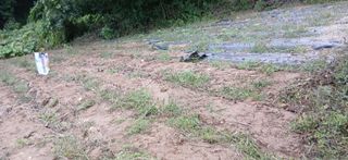 이형근님의 참깨 · 영농일지 작성글 사진