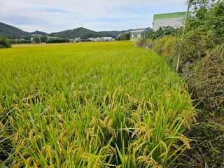 넥스젠님의 벼 · 영농일지 작성글 사진