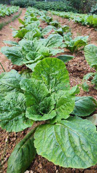 봉담고추님의 배추 · 영농일지 작성글 사진