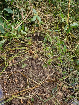 김강호님의 기타작물 · 영농일지 작성글 사진