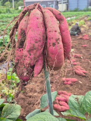 농부님.모두.모두힘님의 기타작물 · 영농일지 작성글 사진