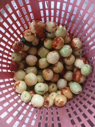 최영묵님의 기타작물 · 영농일지 작성글 사진