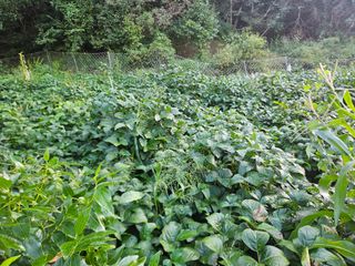 무심님의 콩 · 영농일지 작성글 사진