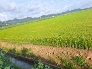 고산1128님의 벼 · 영농일지 작성글 사진