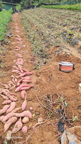 임일재님의 고구마 · 영농일지 작성글 사진