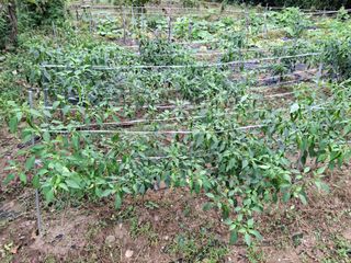 형남영님의 기타작물 · 영농일지 작성글 사진