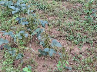 형남영님의 기타작물 · 영농일지 작성글 사진