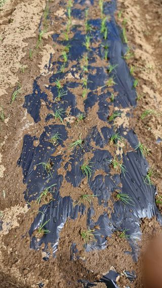 김병준님의 기타작물 · 영농일지 작성글 사진