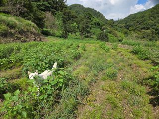 윤자용11대임후회장님의 들깨 · 영농일지 작성글 사진