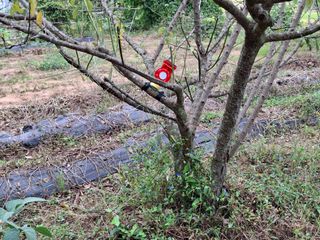 형남영님의 기타작물 · 영농일지 작성글 사진