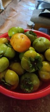 팜모닝 기타작물·영농일지 게시글 이미지