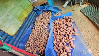 임일재님의 배추 · 영농일지 작성글 사진