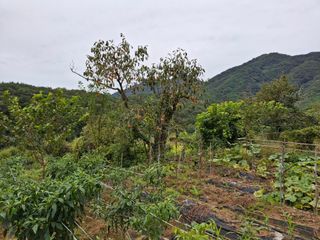 형남영님의 기타작물 · 영농일지 작성글 사진