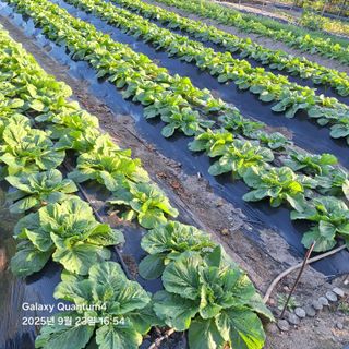 (복조리농장)김찬두님의 배추 · 영농일지 작성글 사진