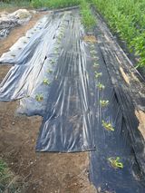 팜모닝 배추·영농일지 게시글 이미지