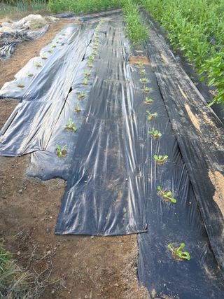 병섭님의 배추 · 영농일지 작성글 사진