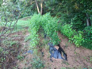 형남영님의 기타작물 · 영농일지 작성글 사진