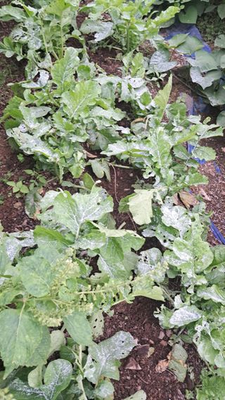 울산연안님의 기타작물 · 영농일지 작성글 사진