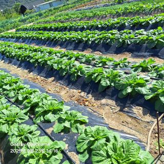 (복조리농장)김찬두님의 배추 · 영농일지 작성글 사진