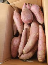 팜모닝 기타작물·영농일지 게시글 이미지