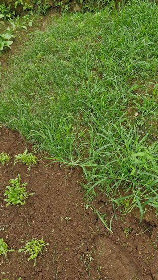 김병준님의 기타작물 · 영농일지 작성글 사진