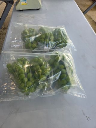 참깨17081님의 포도 · 영농일지 작성글 사진