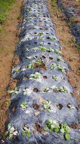 팜모닝 기타작물·영농일지 게시글 이미지