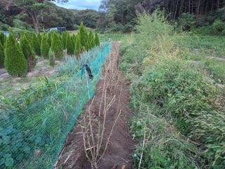 장두학님의 기타작물 · 영농일지 작성글 사진