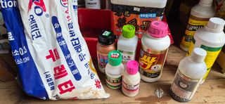 골드래곤님의 들깨 · 영농일지 작성글 사진