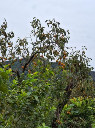 형남영님의 기타작물 · 영농일지 작성글 사진