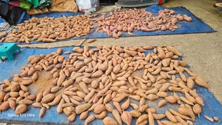 임일재님의 배추 · 영농일지 작성글 사진