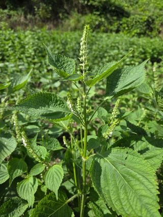 윤자용11대임후회장님의 들깨 · 영농일지 작성글 사진