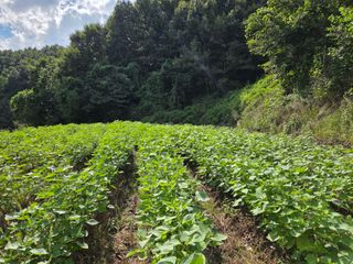 윤자용11대임후회장님의 들깨 · 영농일지 작성글 사진