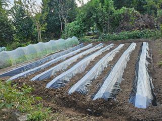 태이린팜님의 양배추 · 영농일지 작성글 사진