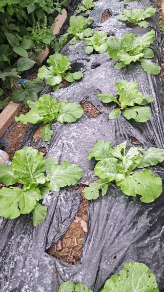 울산연안님의 기타작물 · 영농일지 작성글 사진