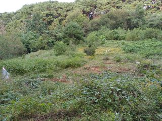 블루베리8034님의 기타작물 · 영농일지 작성글 사진