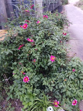 혁이네농원님의 포도 · 영농일지 작성글 사진