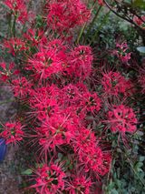 팜모닝 기타작물·영농일지 게시글 이미지