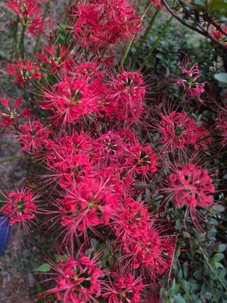 정조연님의 기타작물 · 영농일지 작성글 사진